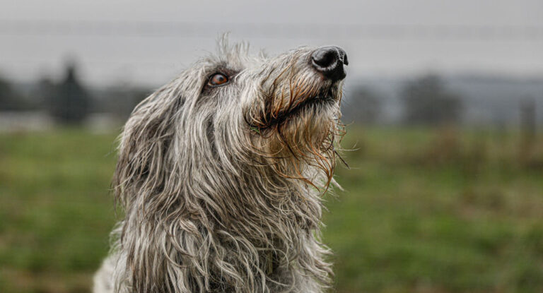 Top Tips for Travelling with your Furry Friend